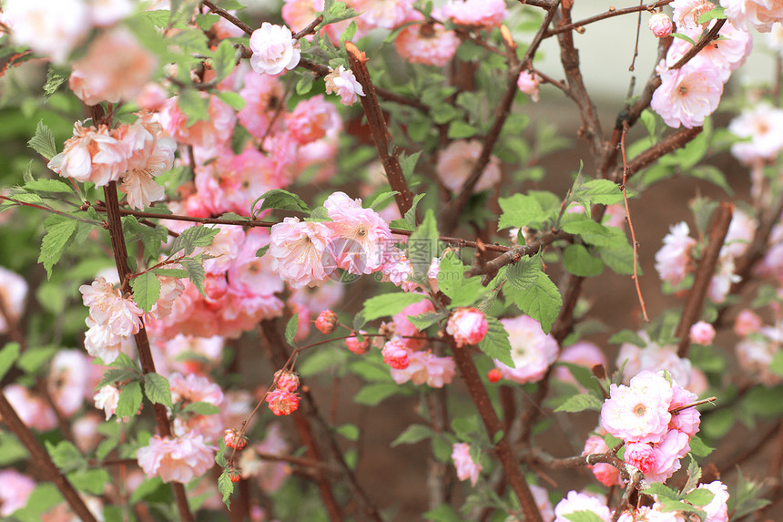 灌木上粉红花植物学季节叶子花园生长街道花瓣紫色旅行植物图片