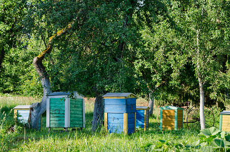 菜园果树下面的蜜蜂巢背景图片