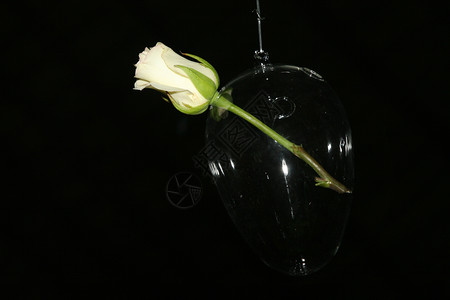 玻璃装饰白色细绳奶油黑色玫瑰风格背景图片