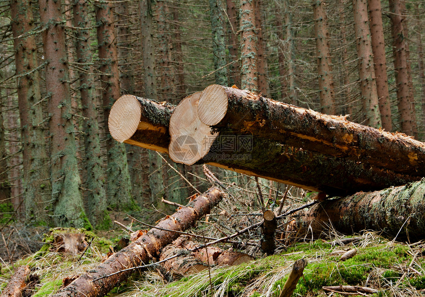 砍伐森林树木树桩资源松树生态柴堆树干林业材料燃料环境图片