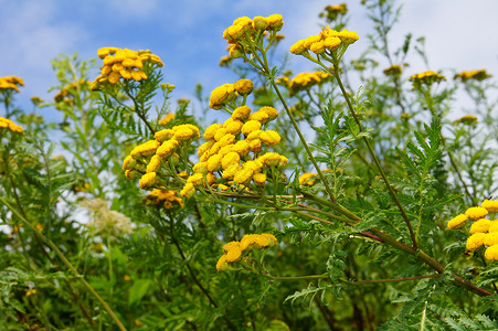 晒黑花朵菊科黄色植物背景图片