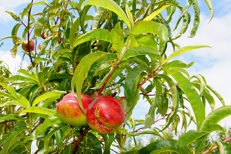 树上的桃子水果桃树叶子桃枝树枝桃叶树叶背景图片