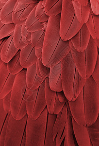 红鹦鹉羽毛宏观鸟类野生动物栗色红色金刚鹦鹉背景图片