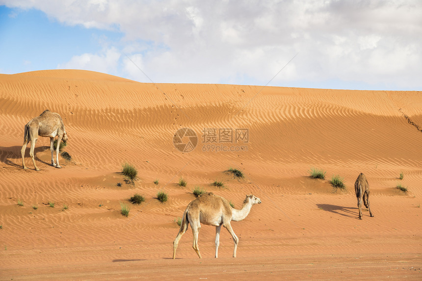 阿曼瓦伊巴骆驼旱谷假期沙丘干旱天空动物哺乳动物婴儿旅行图片