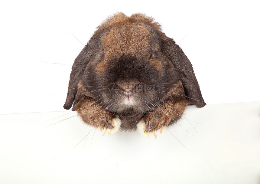 在白色背景上孤立的兔子胡须毛皮动物棕色乐趣耳朵宠物野兔图片
