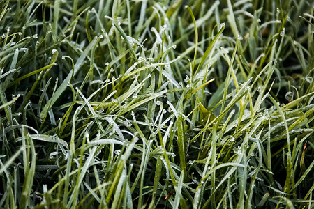 甘露中的草草宏观水滴场地绿色花园环境生长草地背景图片