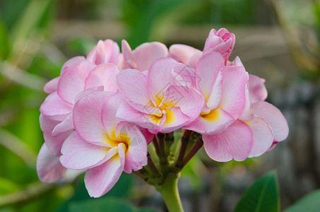 粉红花花植物群黄色鸡蛋花绿色花瓣叶子植物热带白色花园背景图片