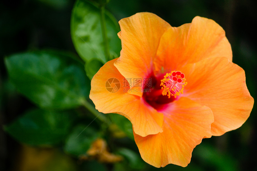 橙色的象皮花花场地植物白色花园橙子绿色野花黄色花朵宏观图片