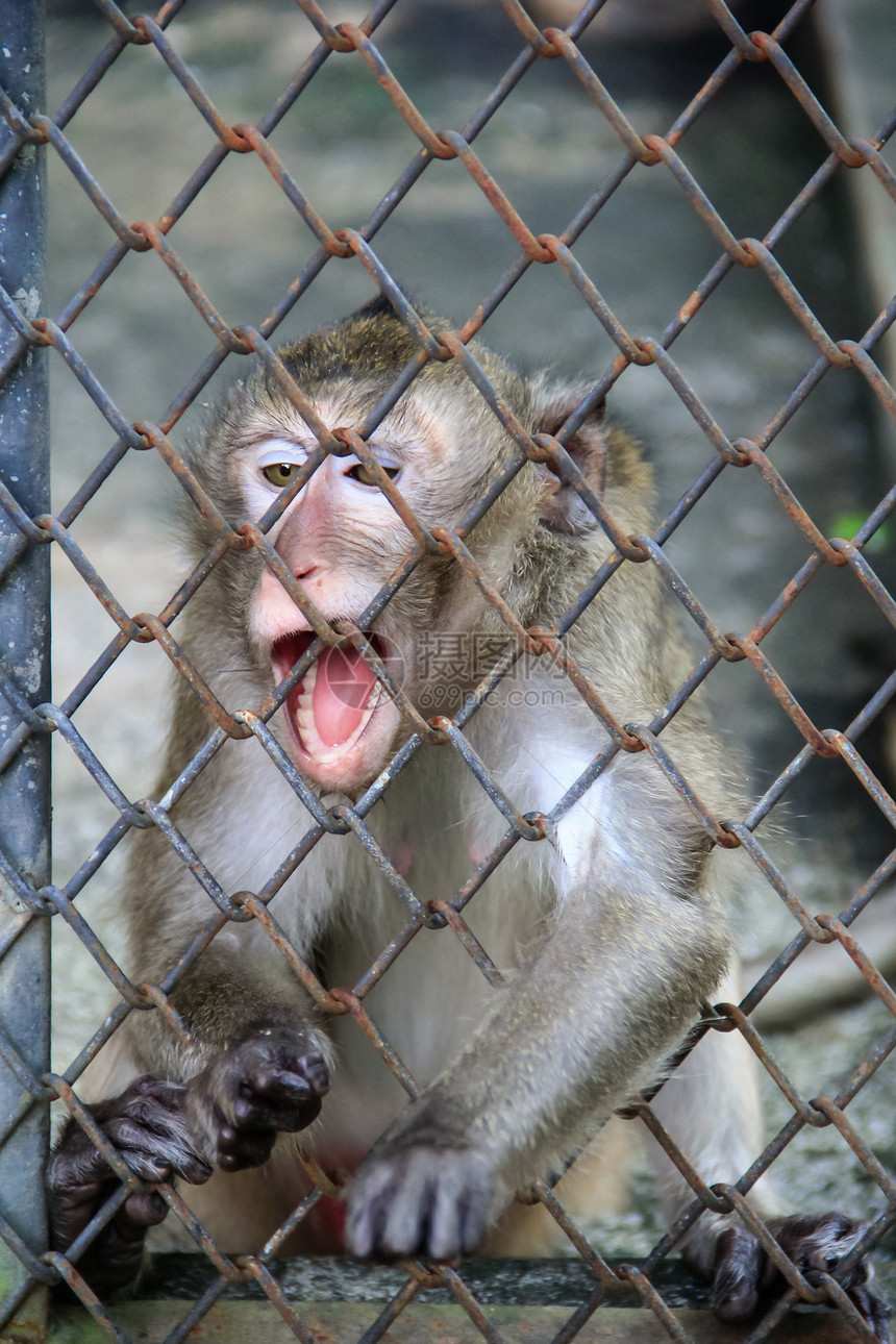 笼中的小猴子图片