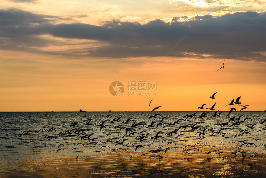 天空中海鸥的锁图片