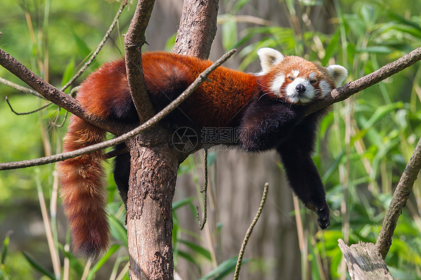 红熊 火狐或小熊熊大熊猫哺乳动物动物热带叶子野生动物环境毛皮富根竹子图片