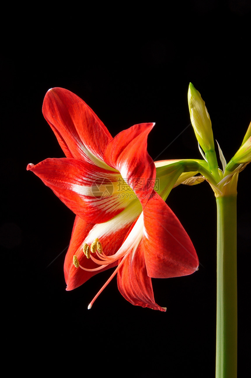 红阿玛丽丝花朵黑色灯泡生长植物群花粉植物花瓣花园植物学百合图片