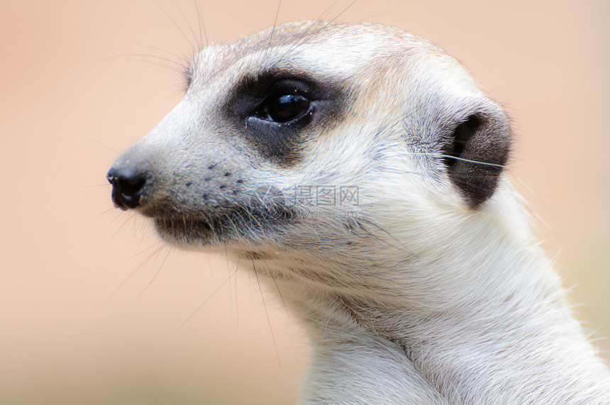 幼虫动物动物园毛皮母亲鼻子眼睛野生动物家庭头发猫鼬图片