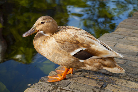 坐在运河附近砖头上的浅棕鸭棕色女性白色嘎嘎小鸭子羽毛橙子背景图片