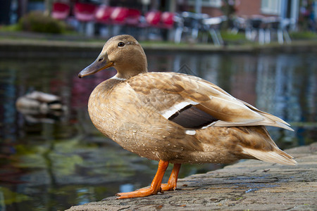 坐在运河附近砖头上的浅棕鸭女性小鸭子羽毛棕色白色橙子嘎嘎背景图片