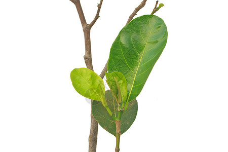 绿叶胡桃传单生长植物叶子静脉菠萝蜜宏观生活绿色环境背景图片