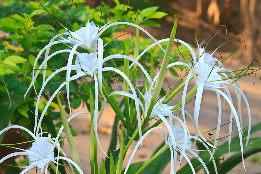 白蜘蛛百丽花腐烂压痛处女膜绿色热带百合白色花瓣蜘蛛树叶图片