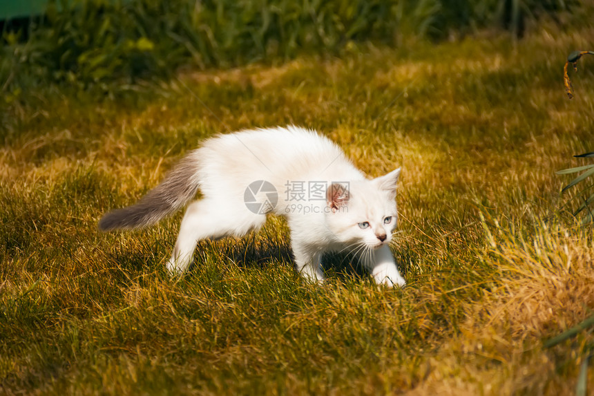 小猫绿色动物花园场地虎斑宠物婴儿图片