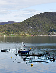 养鱼业农业养鱼场海岸渔业海鲜农场蓝色海洋钓鱼商业高清图片