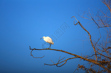 小Egret分支树动物苍鹭自然保护区白鹭珍藏动物群背景图片