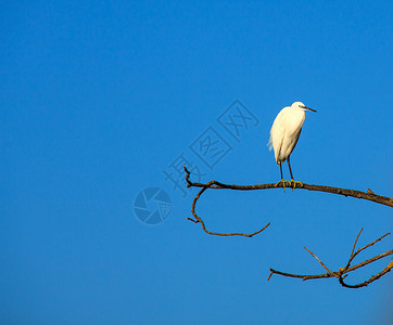 小Egret动物群苍鹭白鹭自然保护区动物珍藏分支树背景图片
