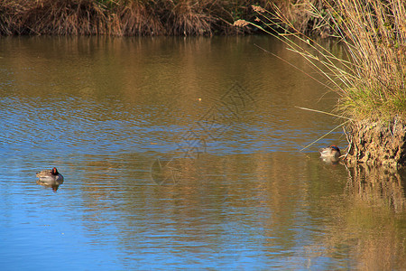 环礁湖中的马华达废墟野鸭自然保护区沼泽河口小马植被珍藏湿地背景图片