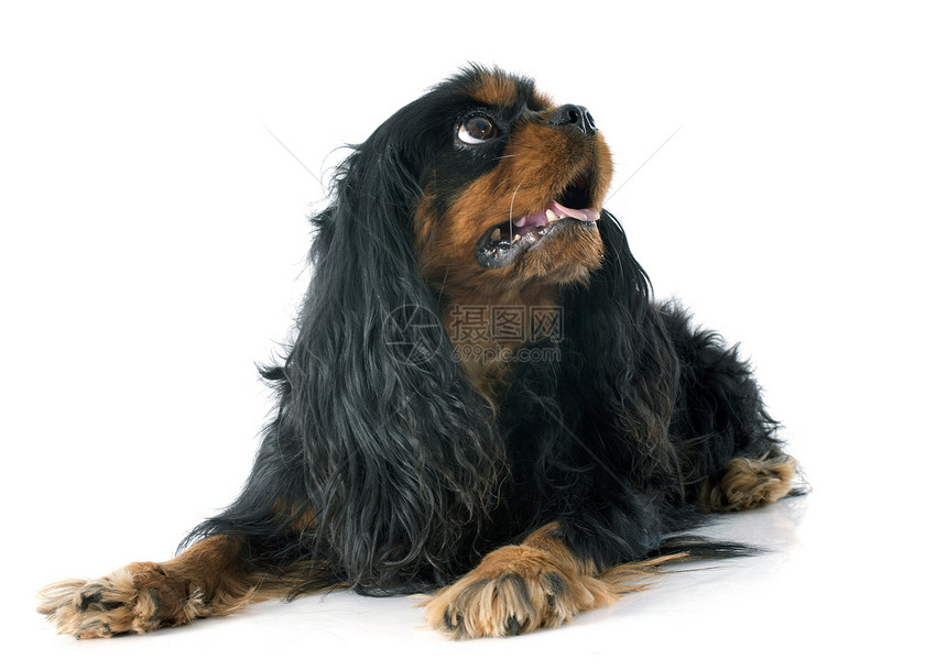 骑兵骑士王查尔斯犬类动物工作室猎犬宠物黑色棕褐色棕色小狗图片