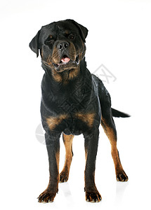罗威纳犬纳犬宠物黑色工作室动物背景图片