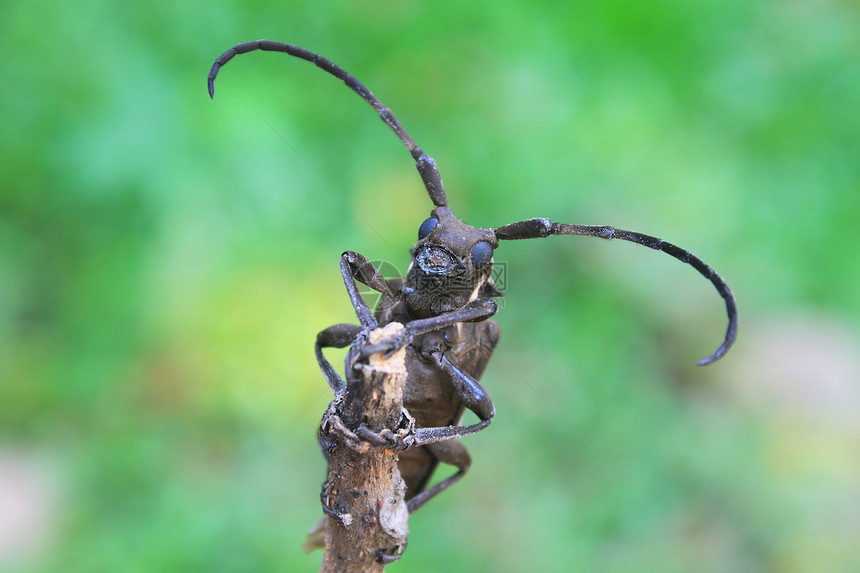 格努斯巴托塞拉的长角甲虫叶子动物群宏观动物学昆虫黄质野生动物植物学生物学鲵科图片