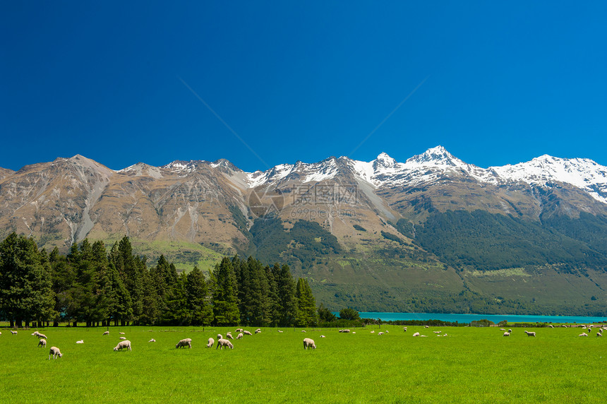 新西兰山脉高山农业场地羊肉旅游公园动物哺乳动物国家岩石图片