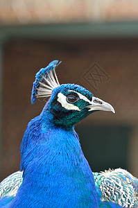 孔雀蓝头羽毛蓝色男性野生动物背景图片