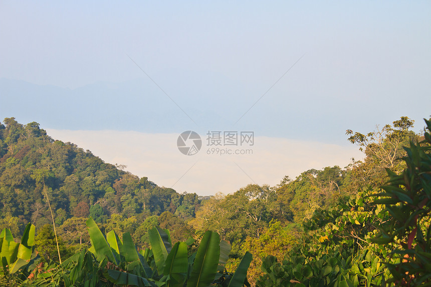 以森林为前景的雾大海松树农村季节旅行橙子环境场景天空全景天气图片
