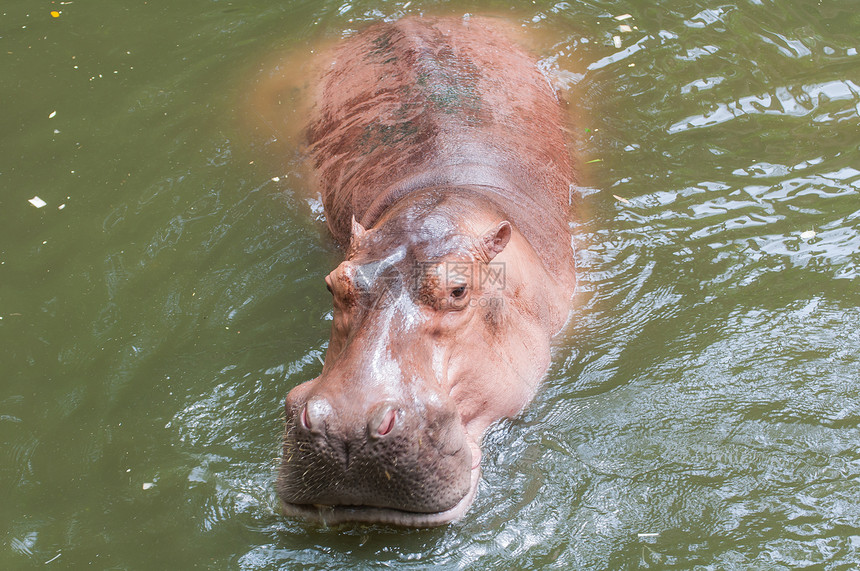 游泳池里的河马身体眼睛哺乳动物动物园游泳动物荒野动物群水陆野生动物图片