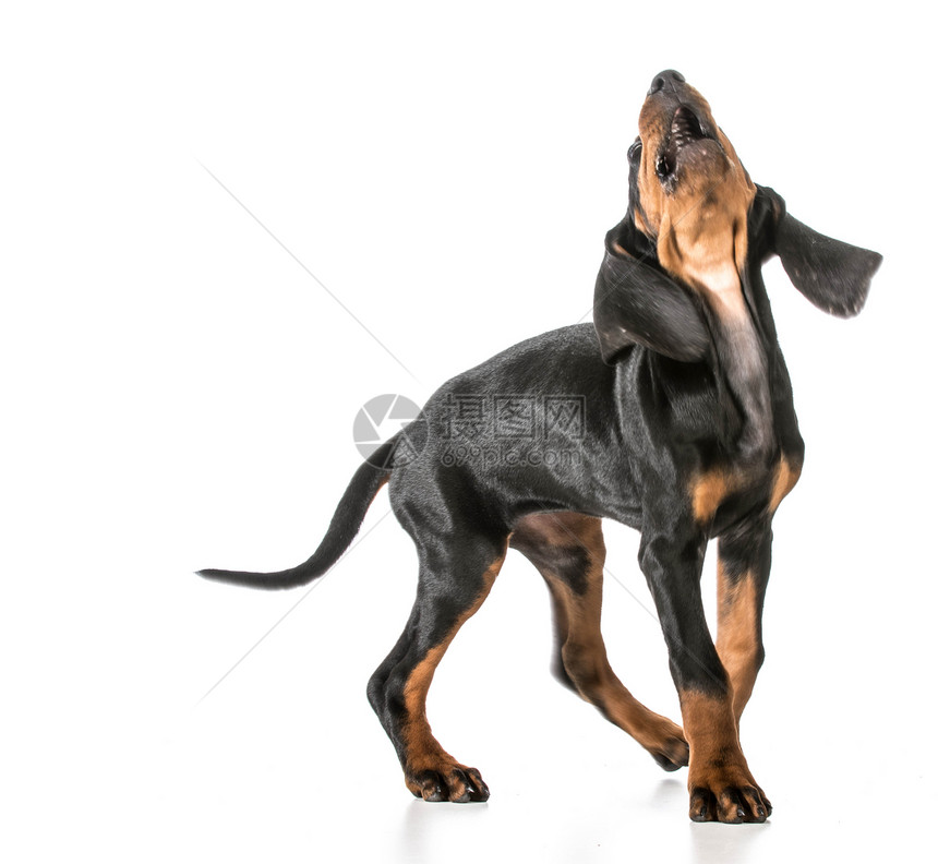 狗叫宠物猎犬情感棕褐色香味哺乳动物白色深情力量犬类图片