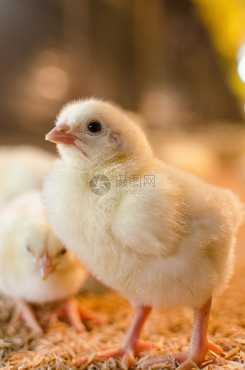 小鸡鸡母鸡家畜婴儿毛皮居住翅膀工作室生物羽毛动物图片