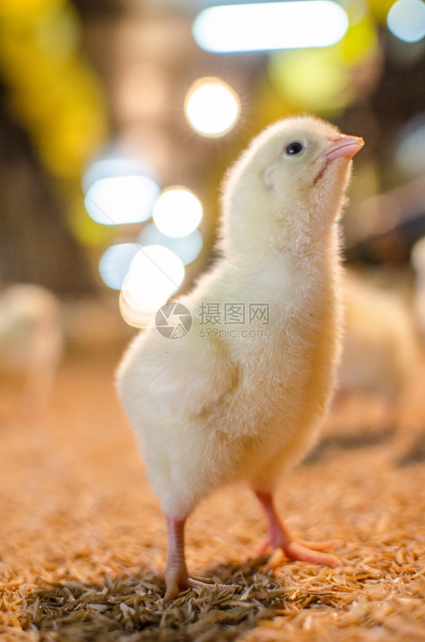 小鸡鸡乐趣动物毛皮家禽母鸡家畜翅膀农场生长生活图片