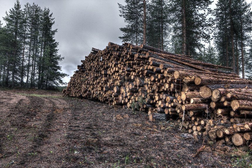 新鲜砍伐的树木原木资源林地针叶破坏树桩硬木营林燃料松树贮存