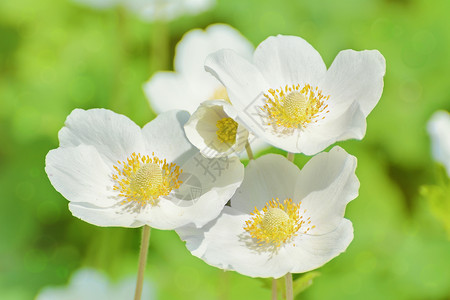 白花花环境植物花瓣花序花期花朵植物群背景图片