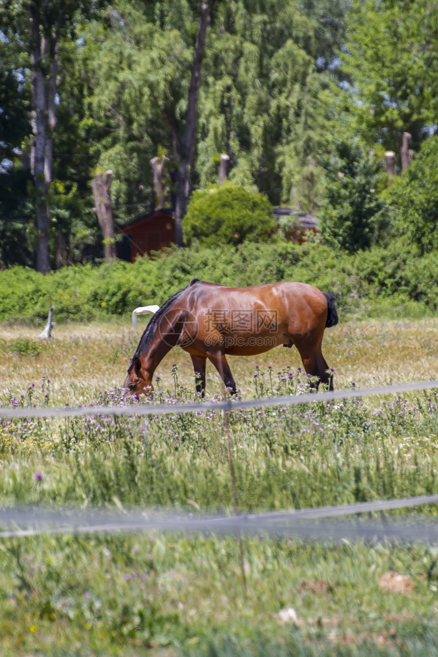 在绿草牧场里放牧的棕色马匹 西班牙马动物场地荒野板栗蓝色农场婴儿草地马术哺乳动物图片