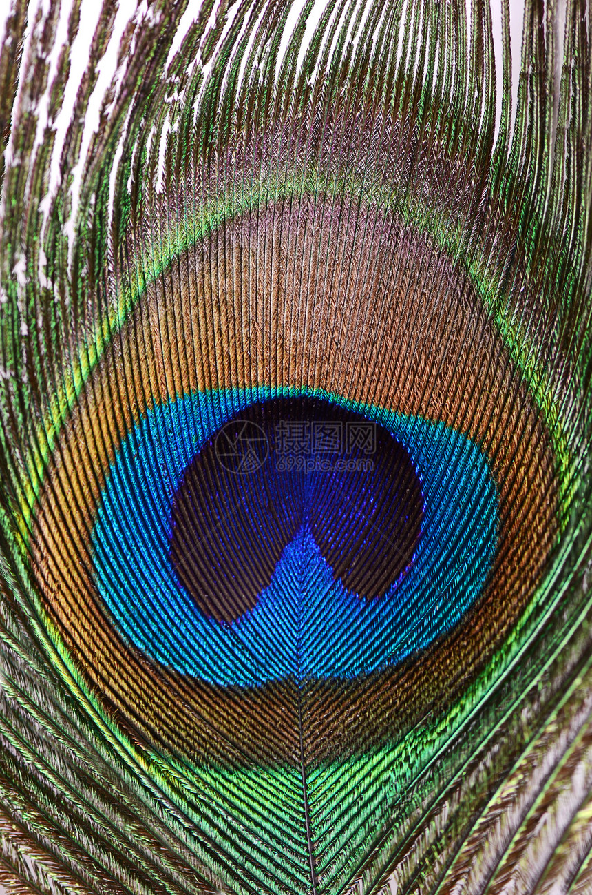 孔雀的美丽羽毛艺术风格动物尾巴眼睛装饰异国情调蓝色热带图片