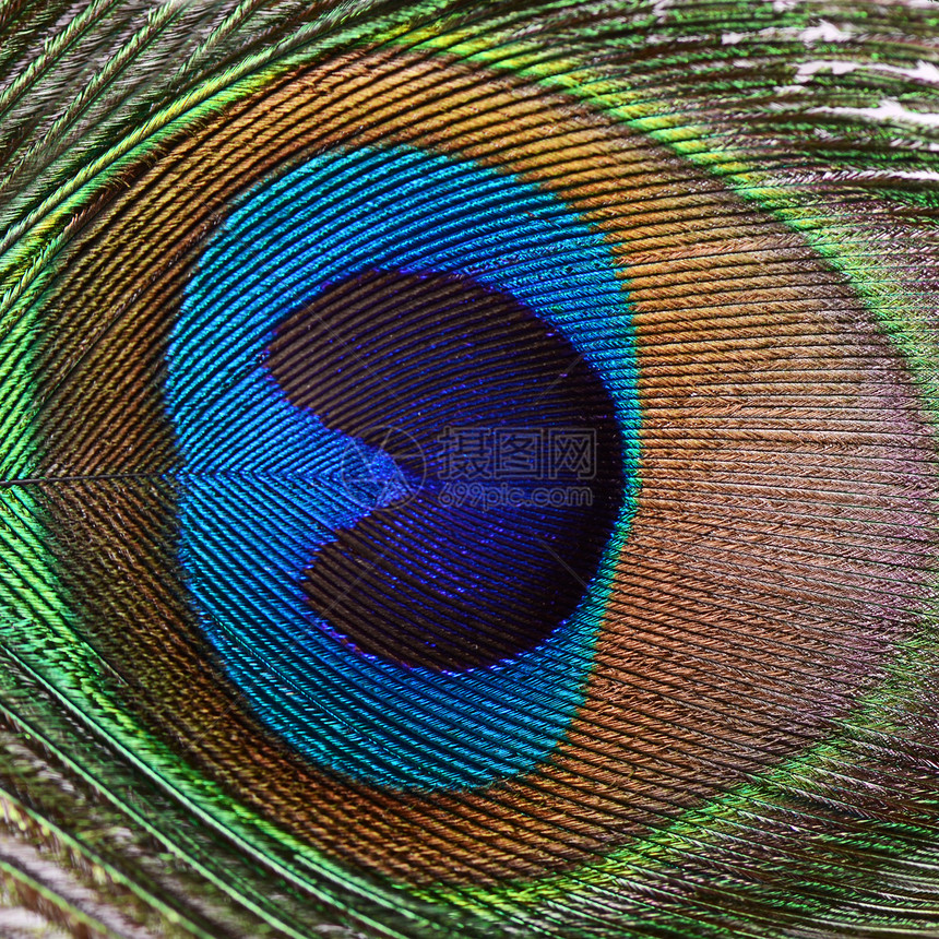 孔雀的美丽羽毛尾巴风格艺术异国装饰金子蓝色情调野生动物眼睛图片
