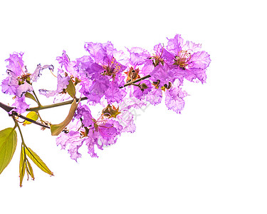 Inthanin 鲜花花园花艺女王紫色大果宏观植物群植物树叶园艺背景图片