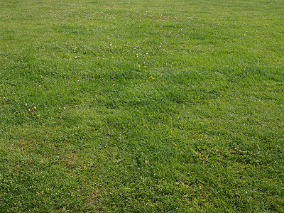 草地草材料绿色背景图片