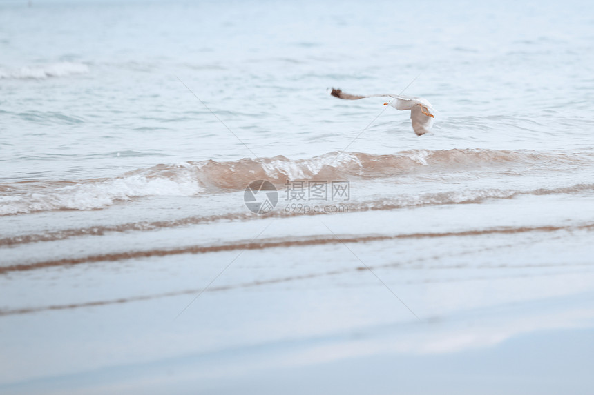 海鸥自由海岸飞行羽毛动物翅膀旅行海岸线活力野生动物图片