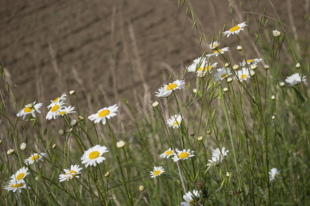 Daisies 宏 贝利斯 Perennis绿色杂草束草白色黄色常年背景图片