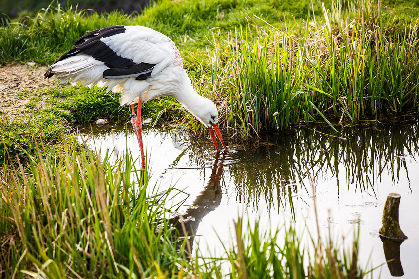 白狩猎湿地市场野生动物反射蓝色翅膀动物群利基青蛙森林图片