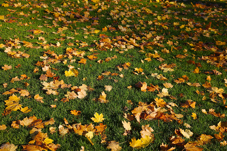 秋天后院落叶草地后院场地棕色叶子地面花园植物黄色绿色背景