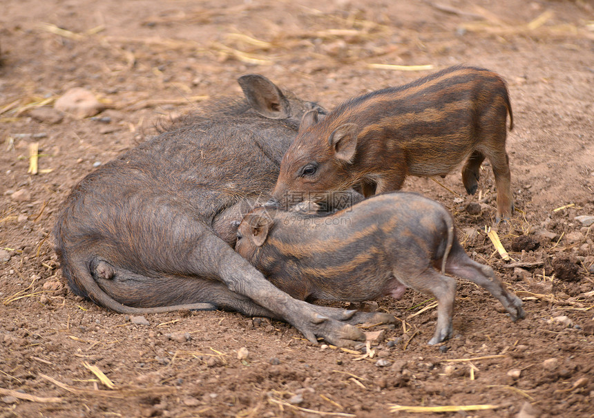 野猪喂养婴儿孩子毛皮森林哺乳动物妈妈小猪条纹荒野牛奶母亲图片