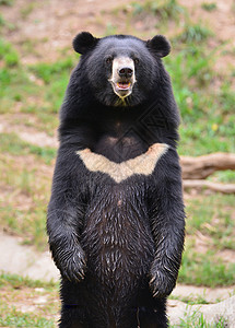 黑熊亚洲的危险的高清图片