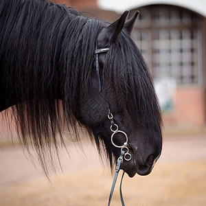 黑马的肖像友谊家畜宠物力量鼻子哺乳动物眼睛骑术运动赛车健康高清图片素材